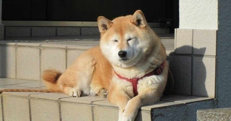 悪い癖 来客時に吠える のはどうしたら直る Natsuko I ヨコハマドッグアカデミー Note