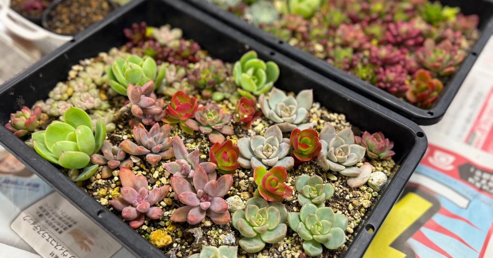 No.487 ❁ピュアラブ❁ カット苗 多肉植物 寄せ植え 🪴初めての多肉植物の寄せ植え🪴①｜特別養護老人ホーム浄風園＆江古田