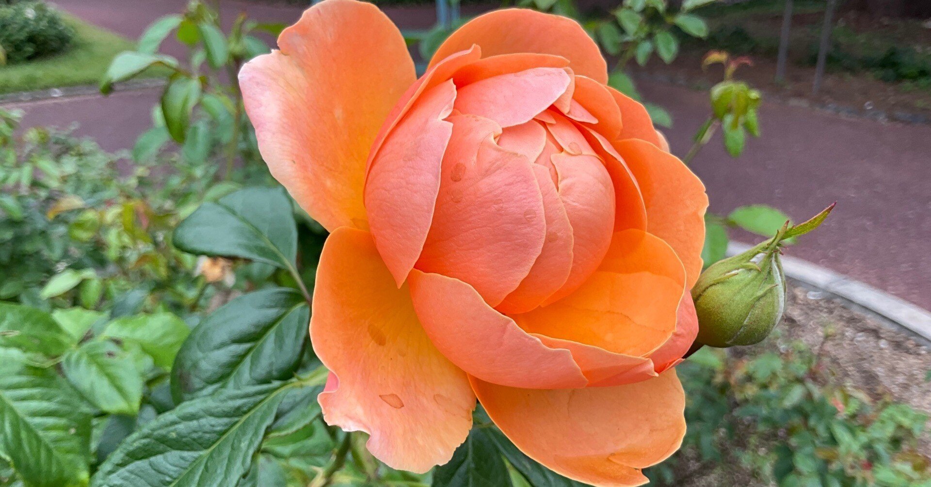 11月5日のセント・リチャード・オブ・チチェスターなど（京都府立