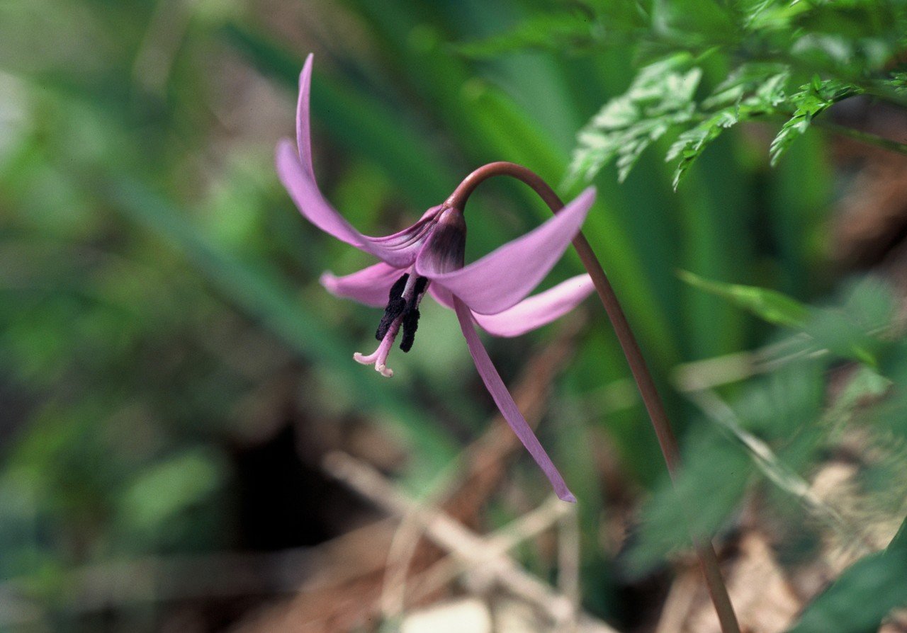 早春のバレリーナ Hanamakiya Note