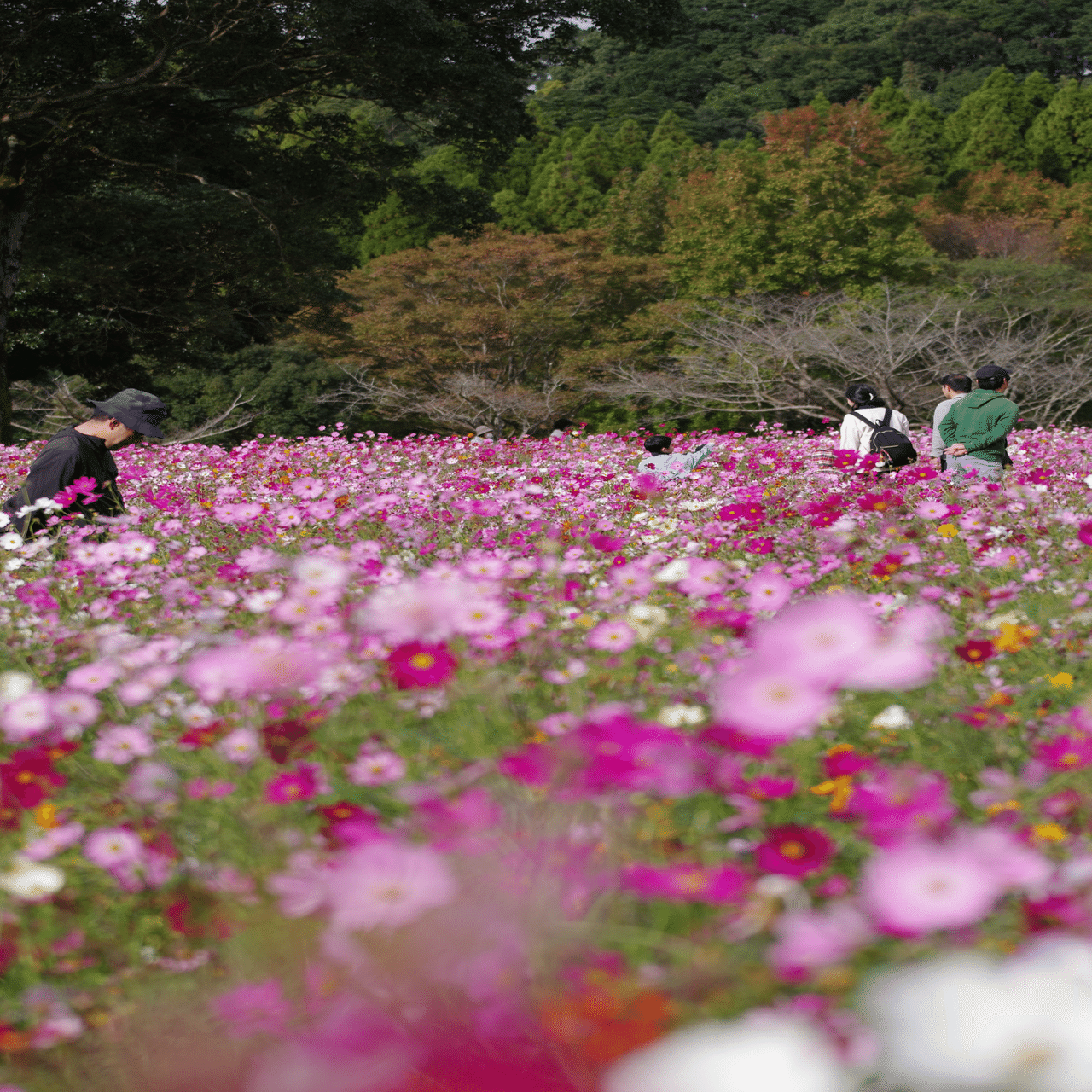 Nikon Z5II と Z50IIで思い切り遊ぶ｜夢玉