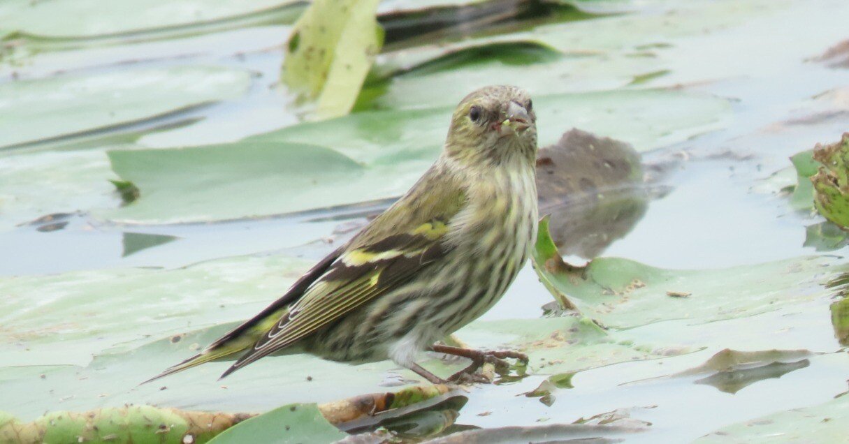 鳥の休息 水元公園でバードウォッチング （2025 11/2）｜鳥好き小学生みーちゃん