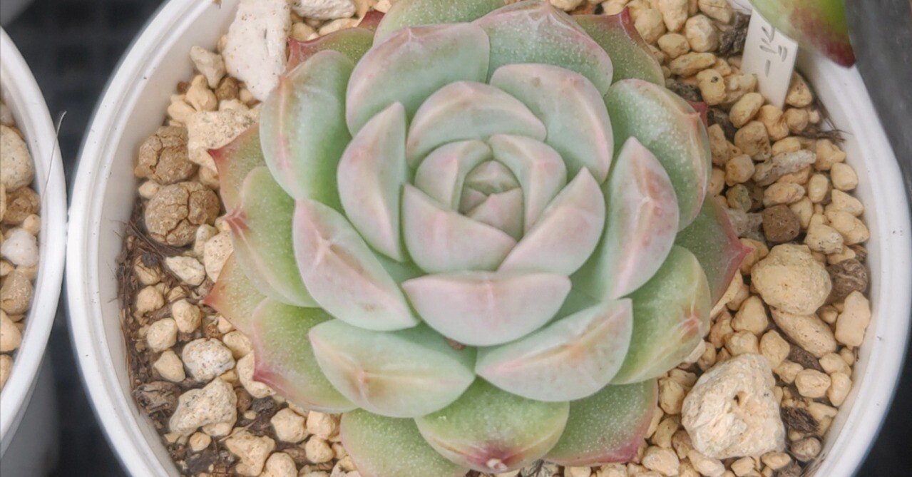 多肉植物⑤（お問合せはこちらからお願いします♪） 続いております多肉植物｜アナログ女子