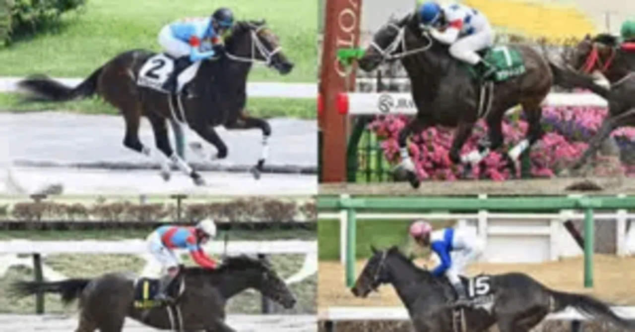 November 9 (Sun) Miyako Stakes G3 Main Event at Kyoto Racecourse ...