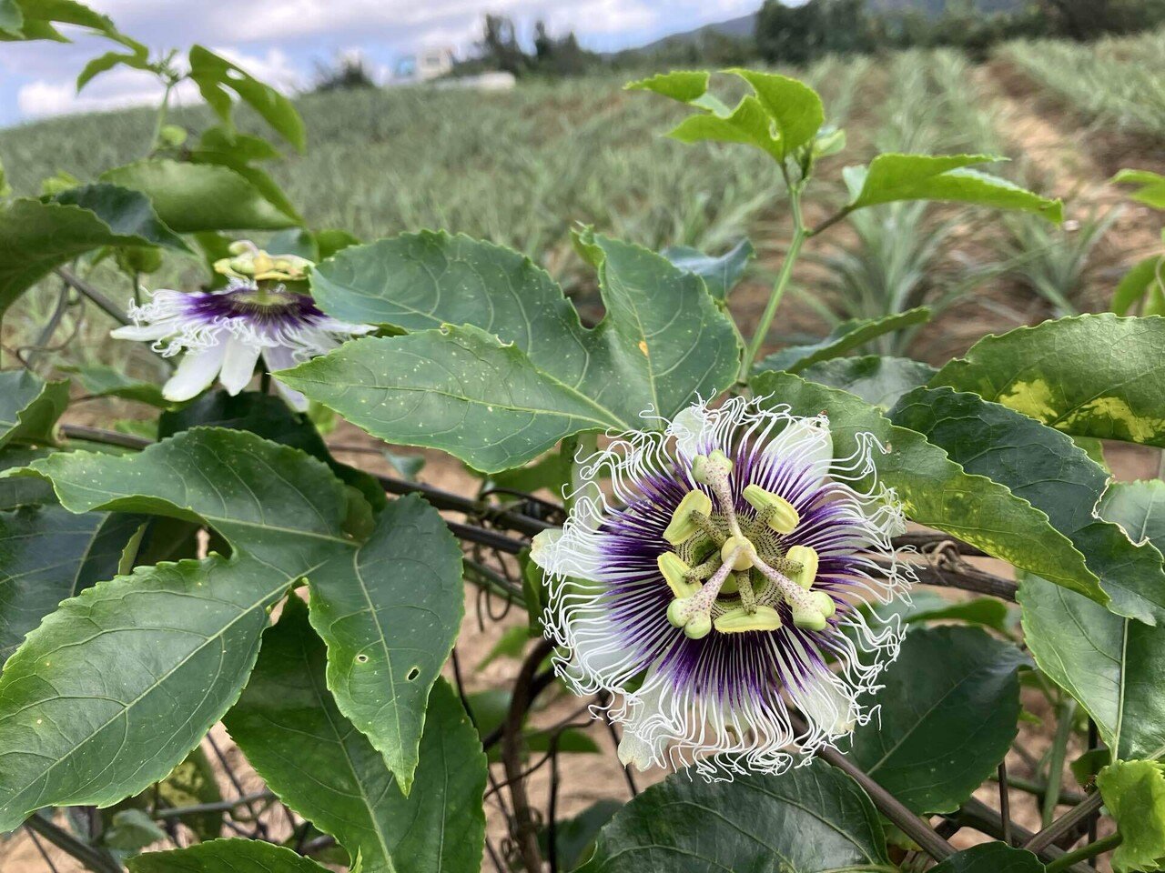 島さんぽ｜miki.su