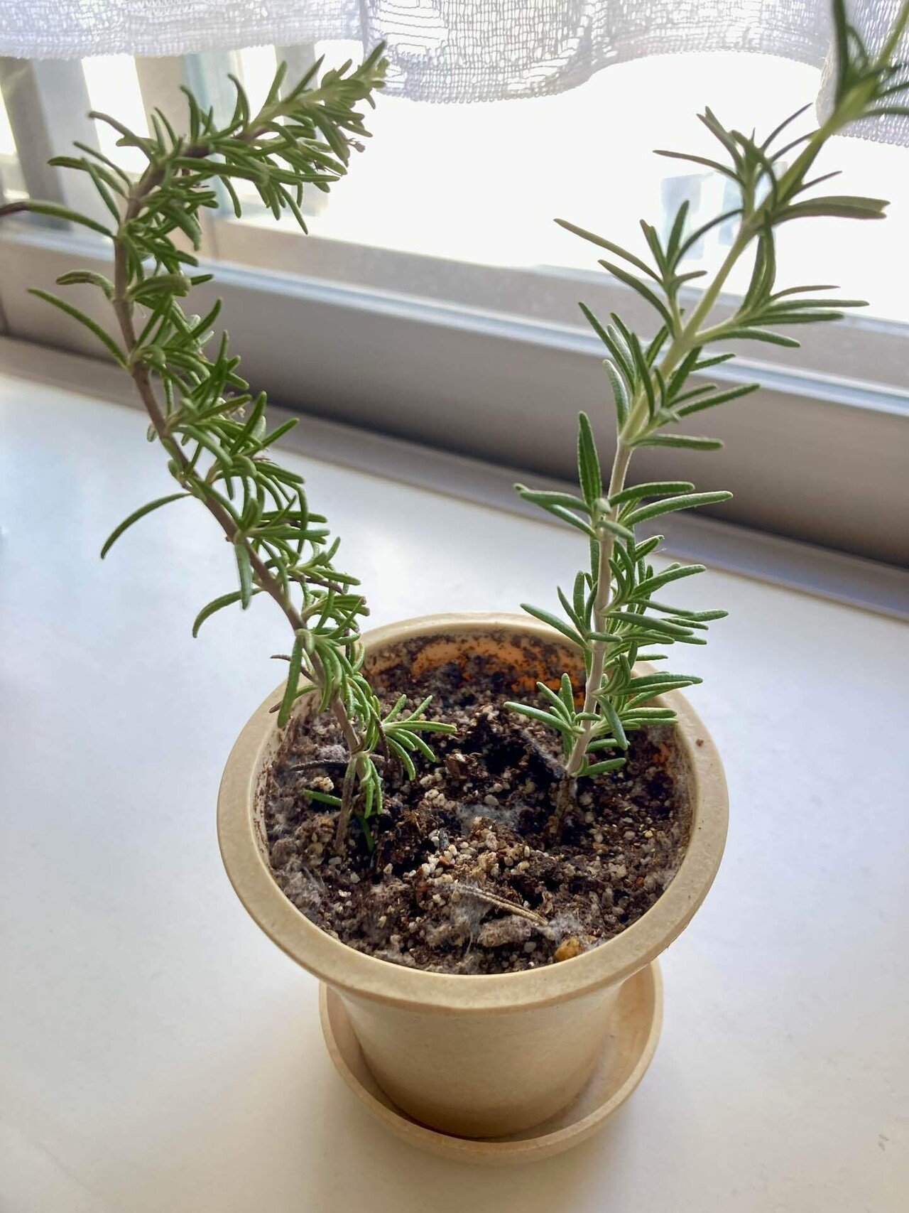 人生初：音声でAI使ってみた〜ローズマリー挿し木トラブル｜風ひかる