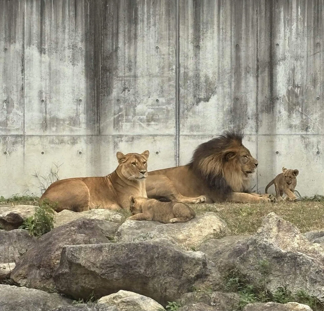 🦁【のんほいパーク】ライオンの赤ちゃん三つ子に会いに行く！最新レポ