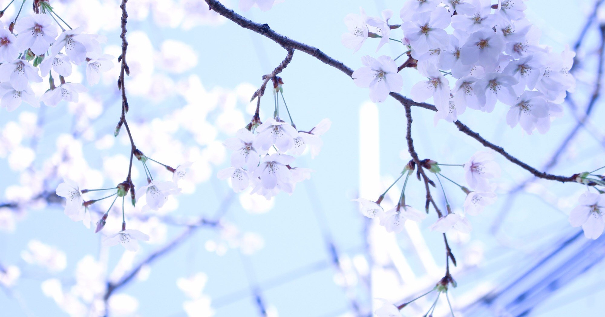 忘れない 春 忘れられない 春 桜 書家 ほの花 Note 忘れない 春 忘れられない 春 桜 書家 ほの花 Note
