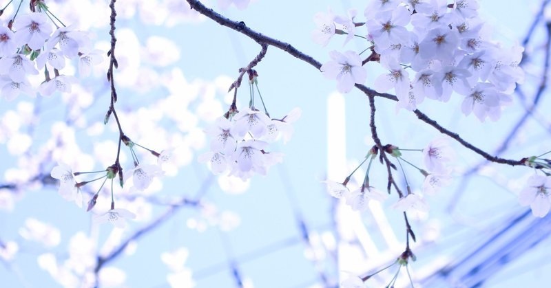 忘れない、春 忘れられない、春 ｜ 桜