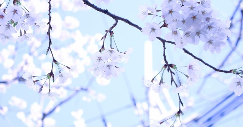 忘れない 春 忘れられない 春 桜 書家 ほの花 Note