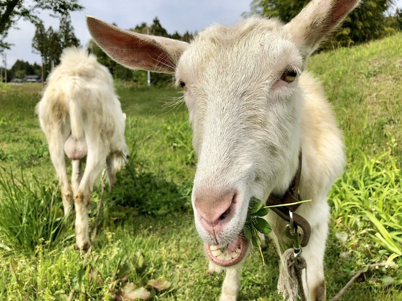 お金タダな生活 拾い物と貰い物で生きてきた リアル森ガールかなこ Note