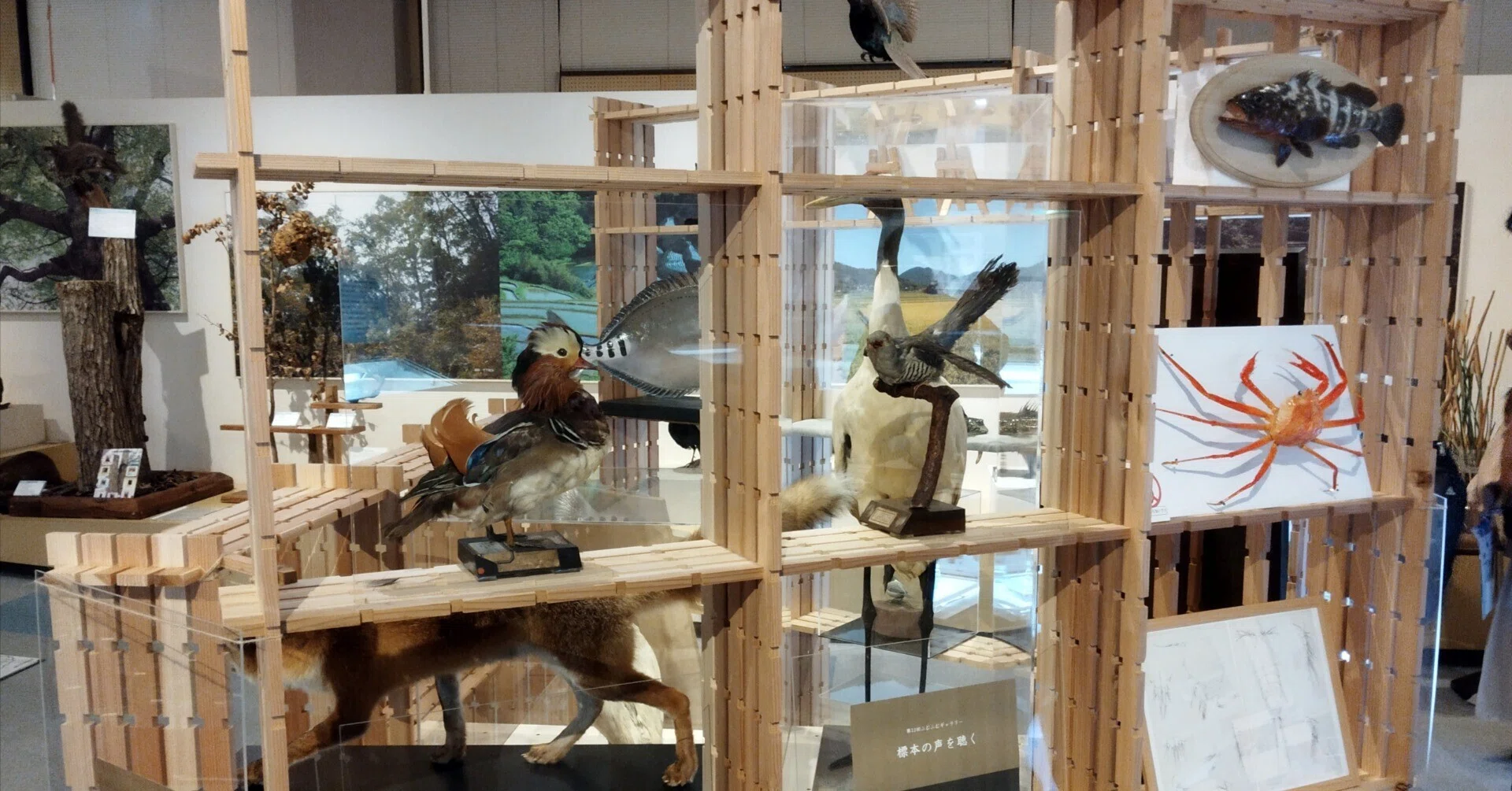 Celebrating a Museum Debut! ~Hiroshima University Museum Edition