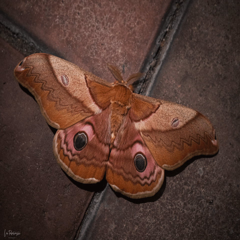 光の外で出会った秋｜高橋レオ