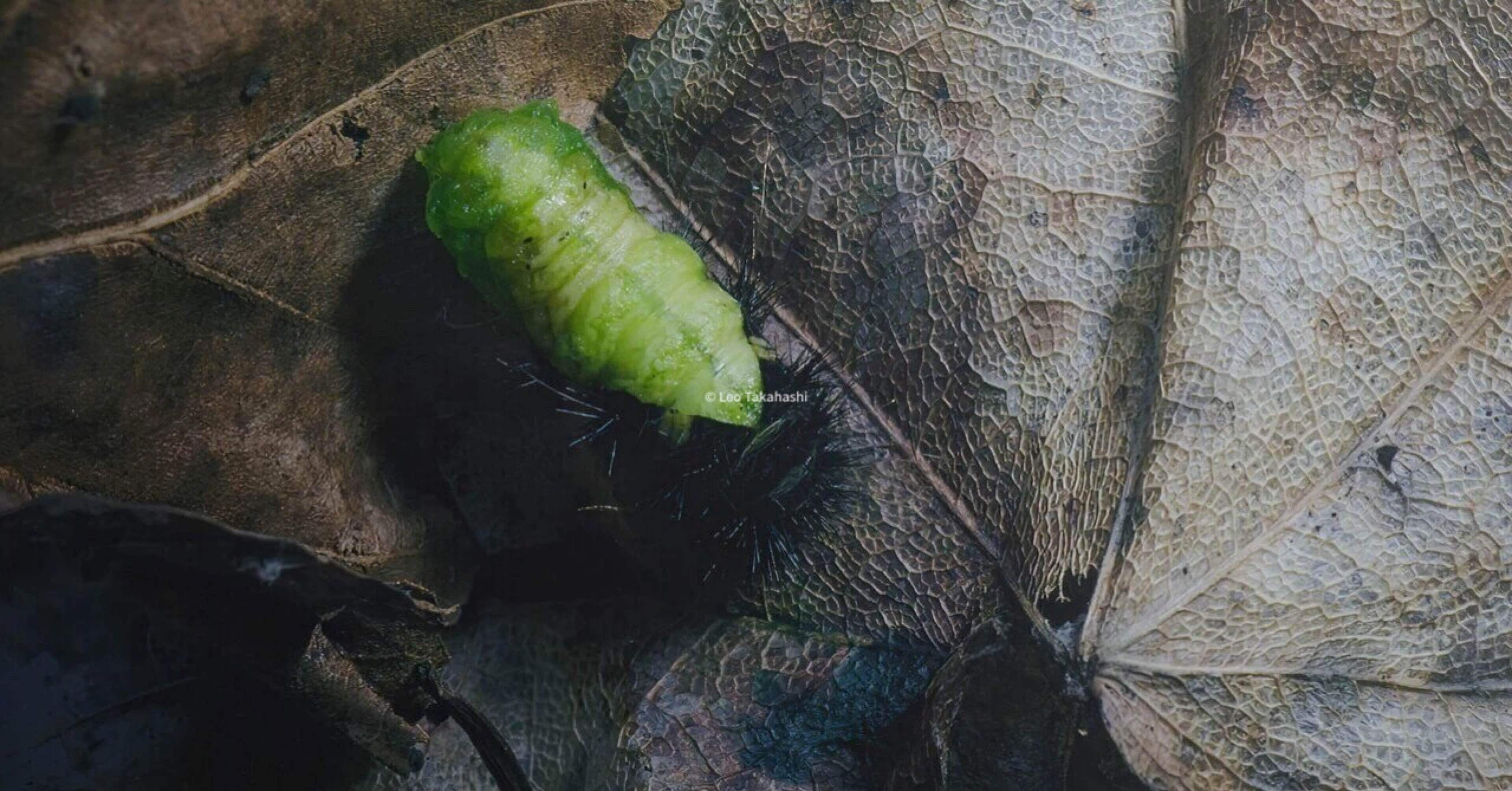 エゾヒメギフチョウ飼育記③：蛹化｜高橋レオ