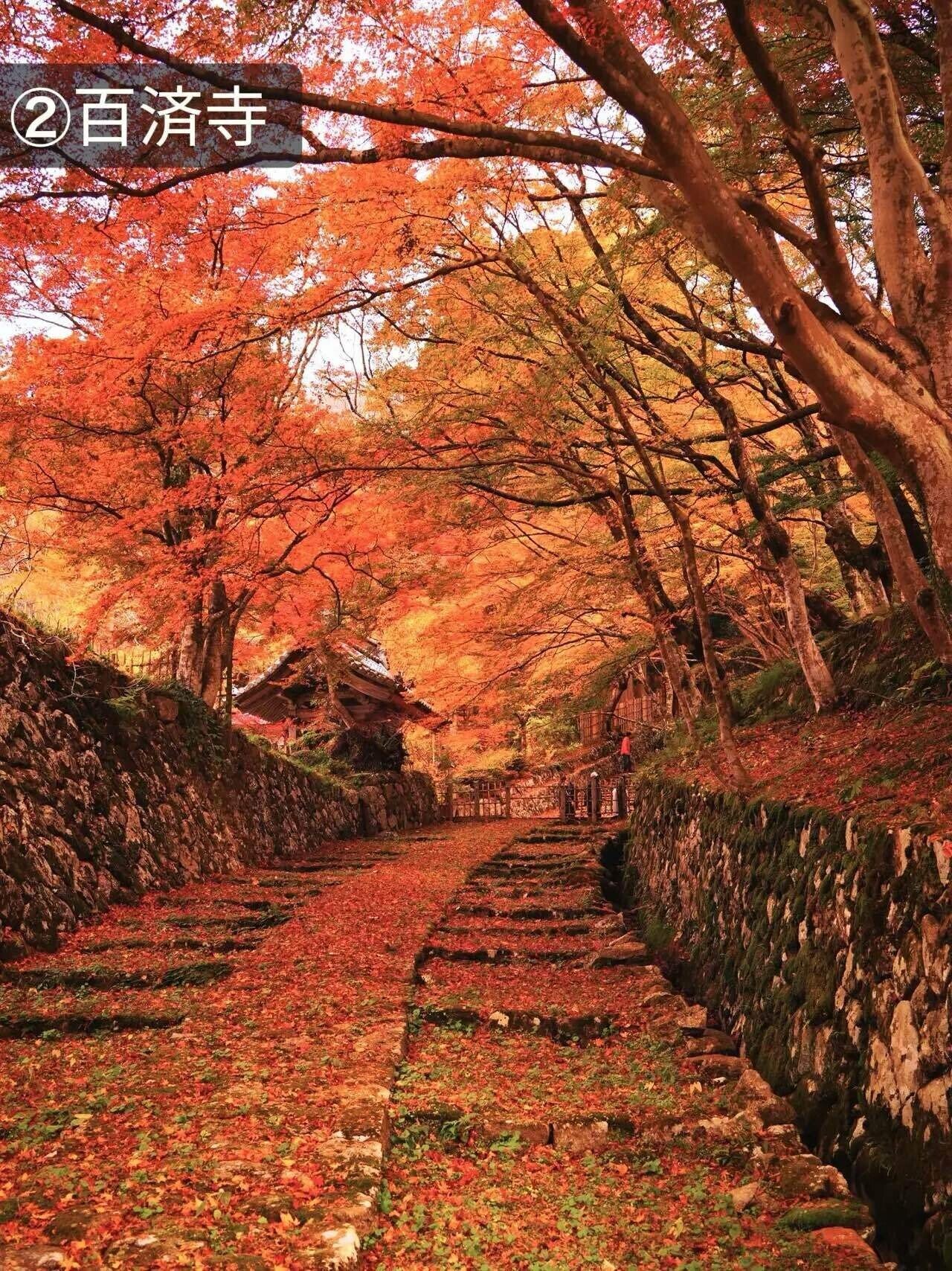 保存版】この秋行こう👑 11月が最高潮！ ここだけは行きたい滋賀の紅葉