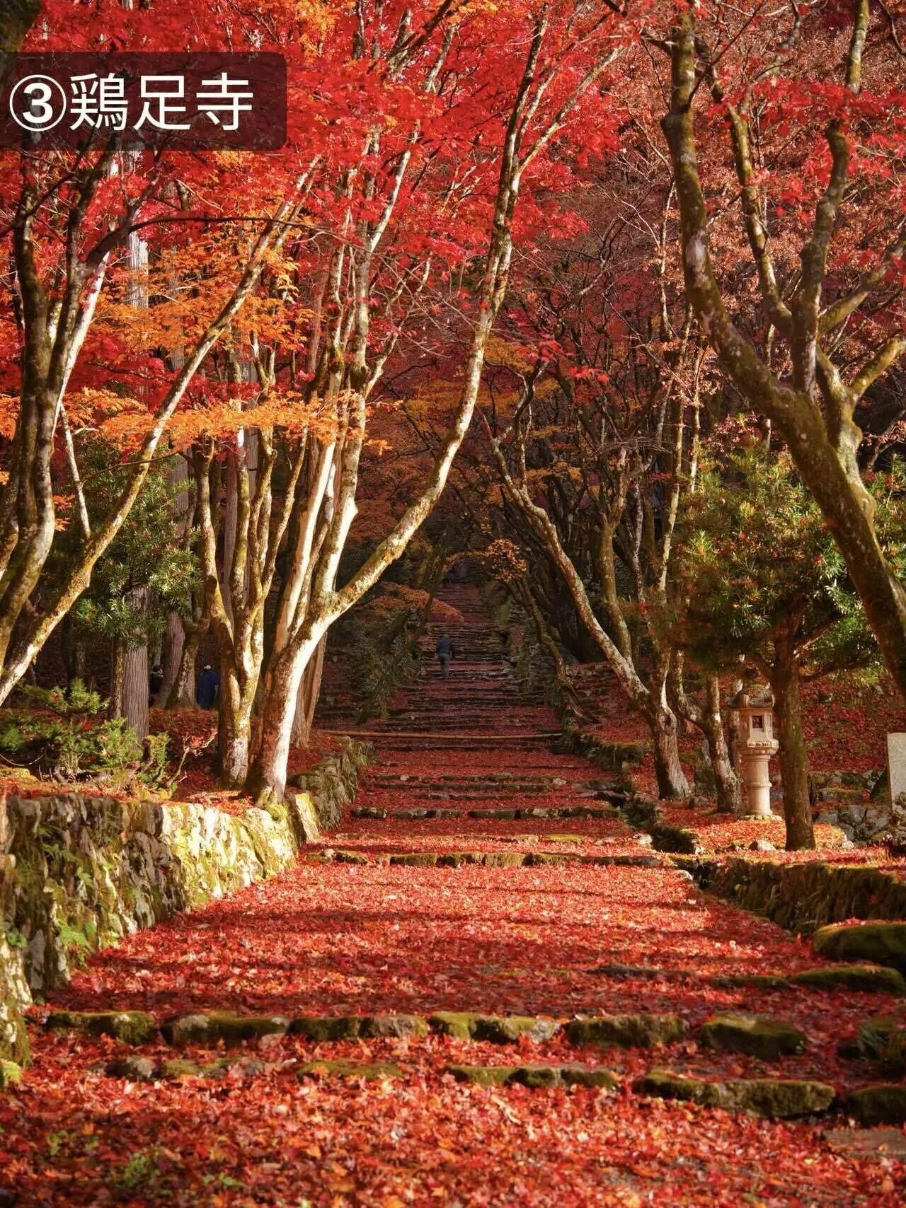 保存版】この秋行こう👑 11月が最高潮！ ここだけは行きたい滋賀の紅葉