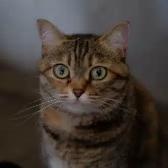 灯
