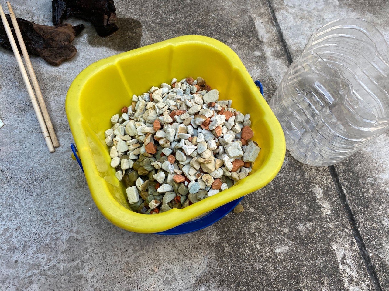 おたまじゃくしページ オタマジャクシ飼育23日目（4/11）｜サトウショウヘイ