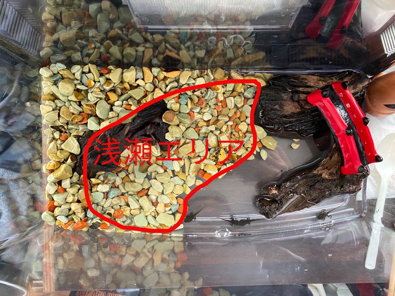 オタマジャクシ飼育23日目（4/11）｜サトウショウヘイ