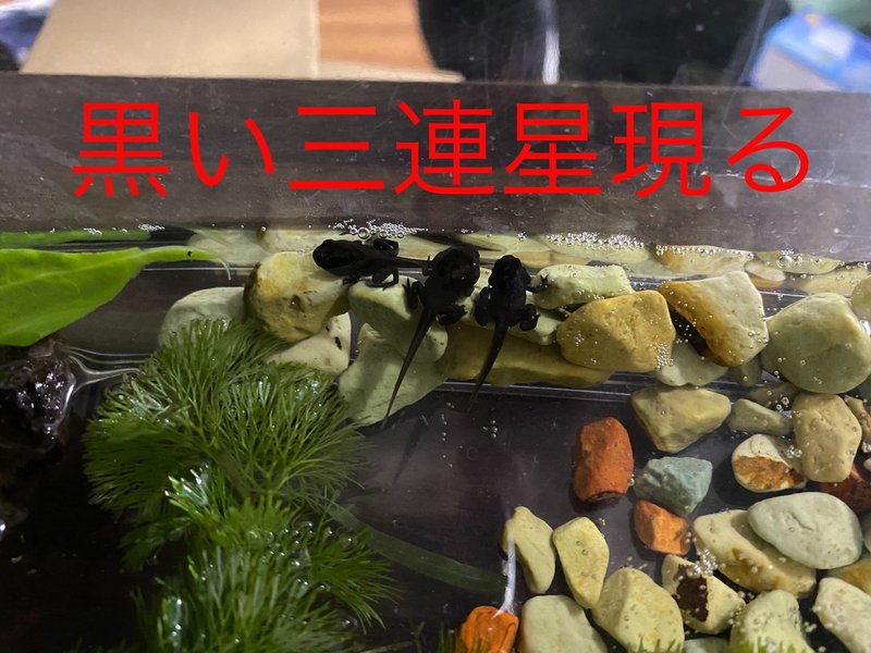 オタマジャクシ飼育23日目 4 11 サトウショウヘイ Note