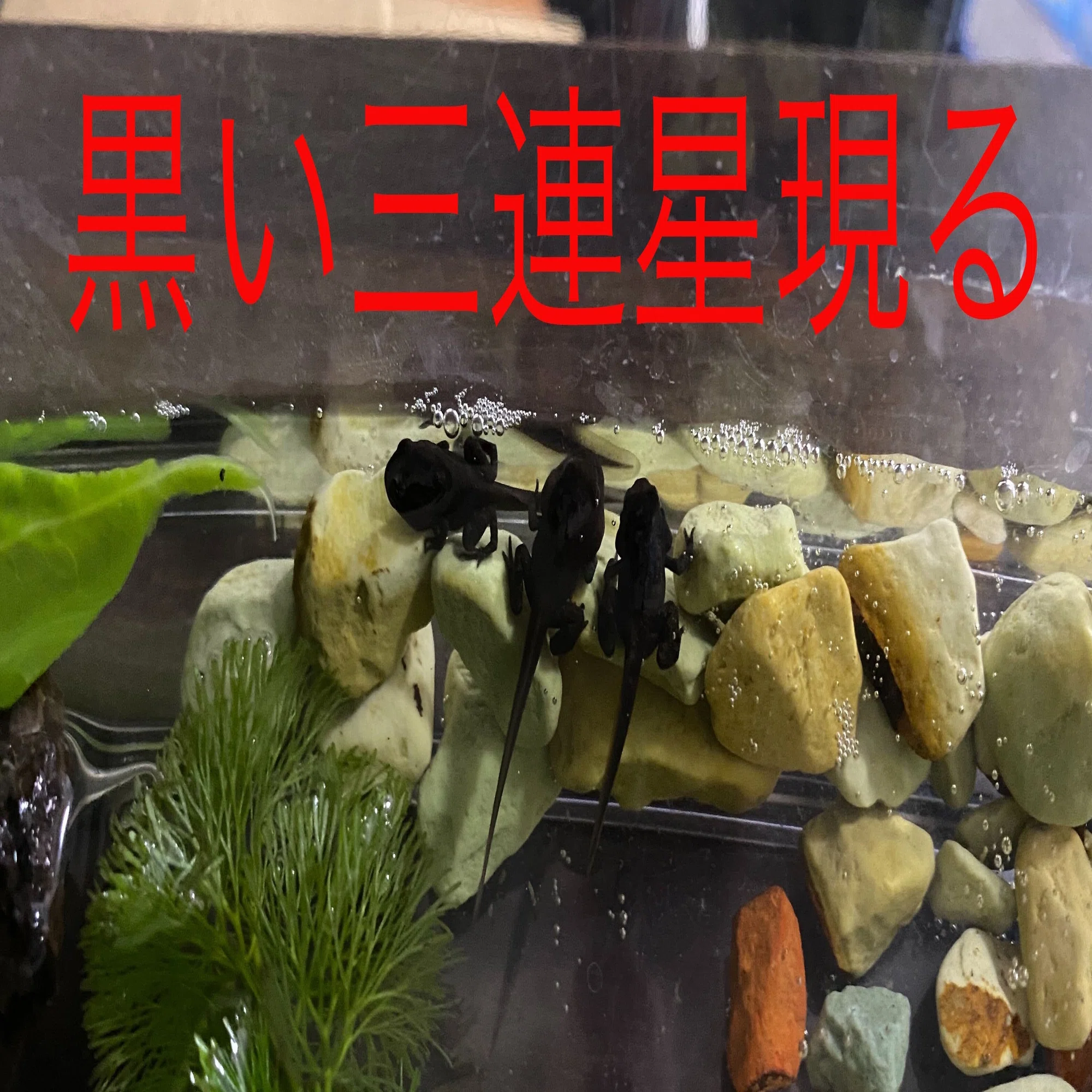 オタマジャクシ飼育23日目 4 11 サトウショウヘイ Note