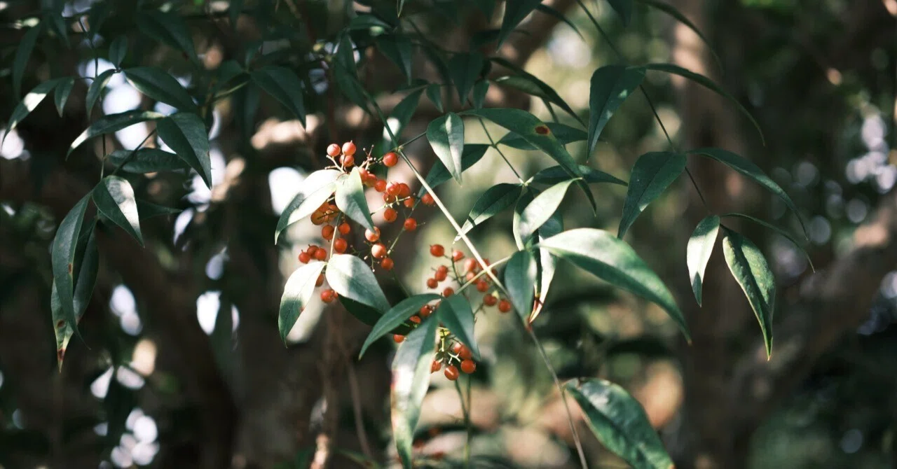 植物と共に生きる|ササオタツヤ
