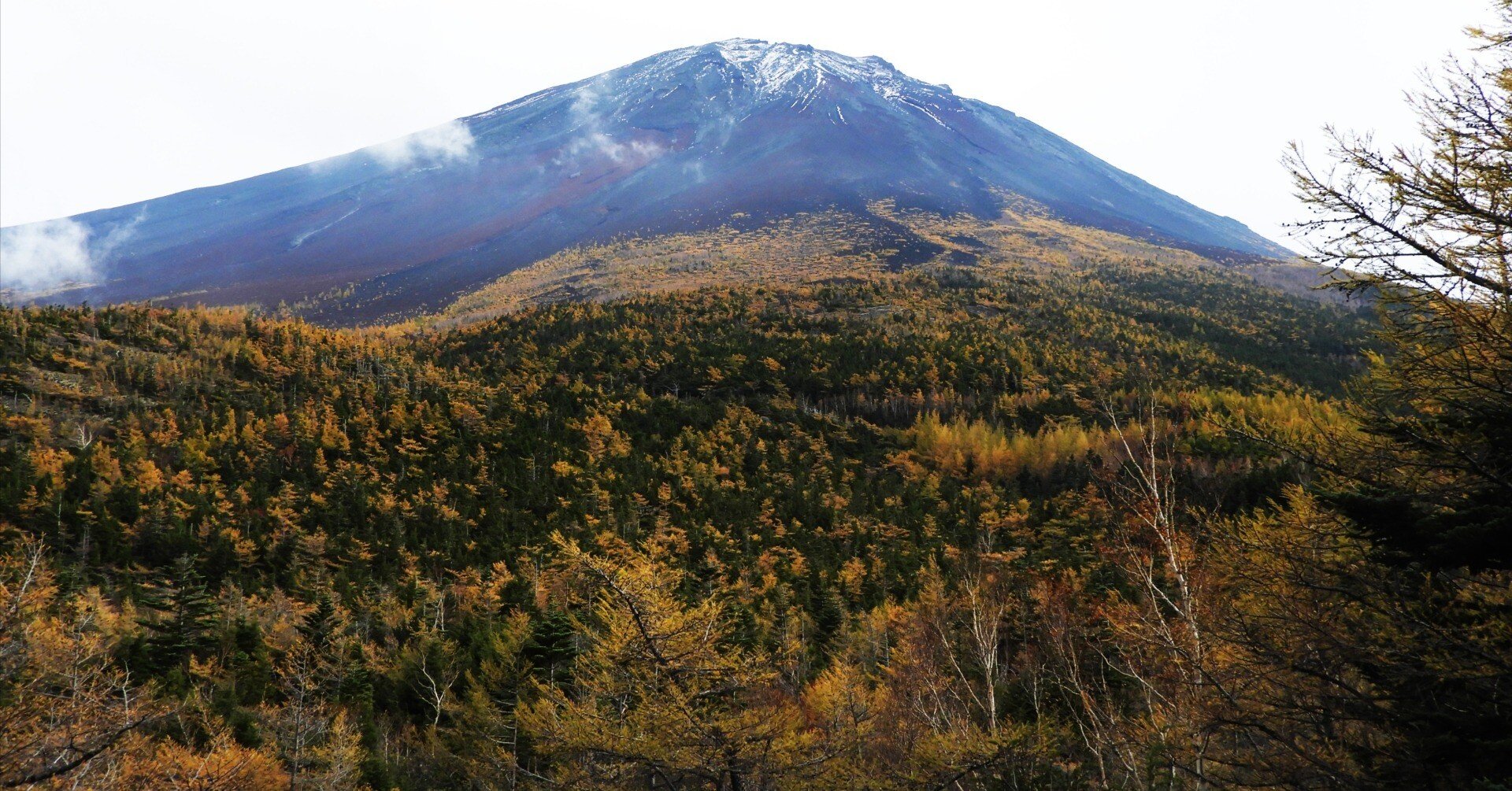 富士山お中道の植物観察日記】 2025年10月29日｜富士山を生態学視点で