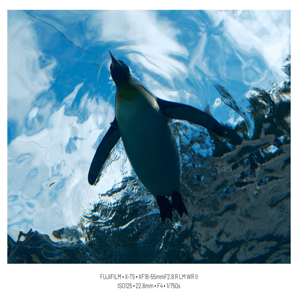 37「XF16-55mm F2.8 R LM WR Ⅱ レビュー②」｜sirokuma/photo