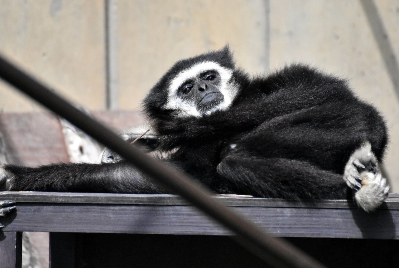 シロテテナガザル 霊長目テナガザル科 Hirahiranote Note