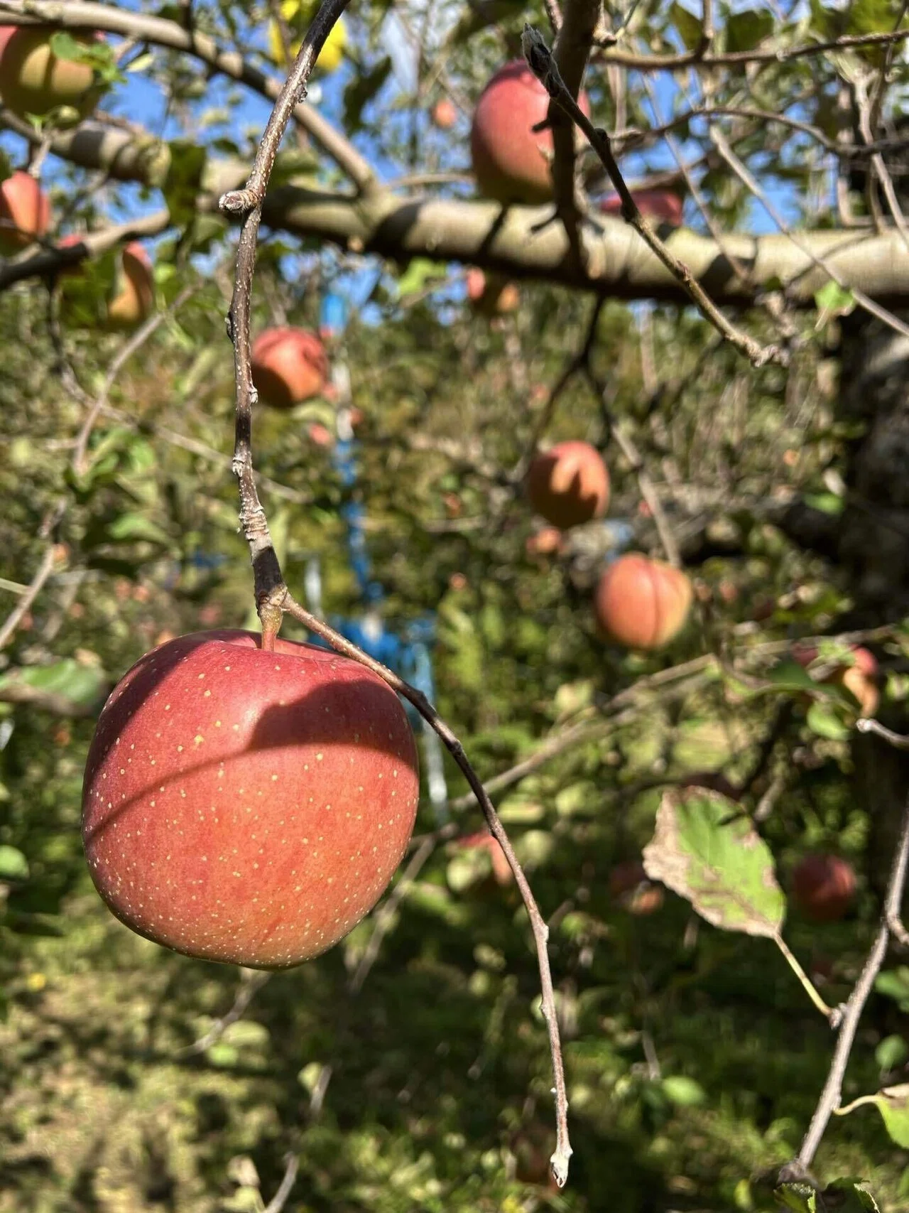 秋の味覚】英彦山観光リンゴ園に行ってきました🍎｜福岡 切り花農家