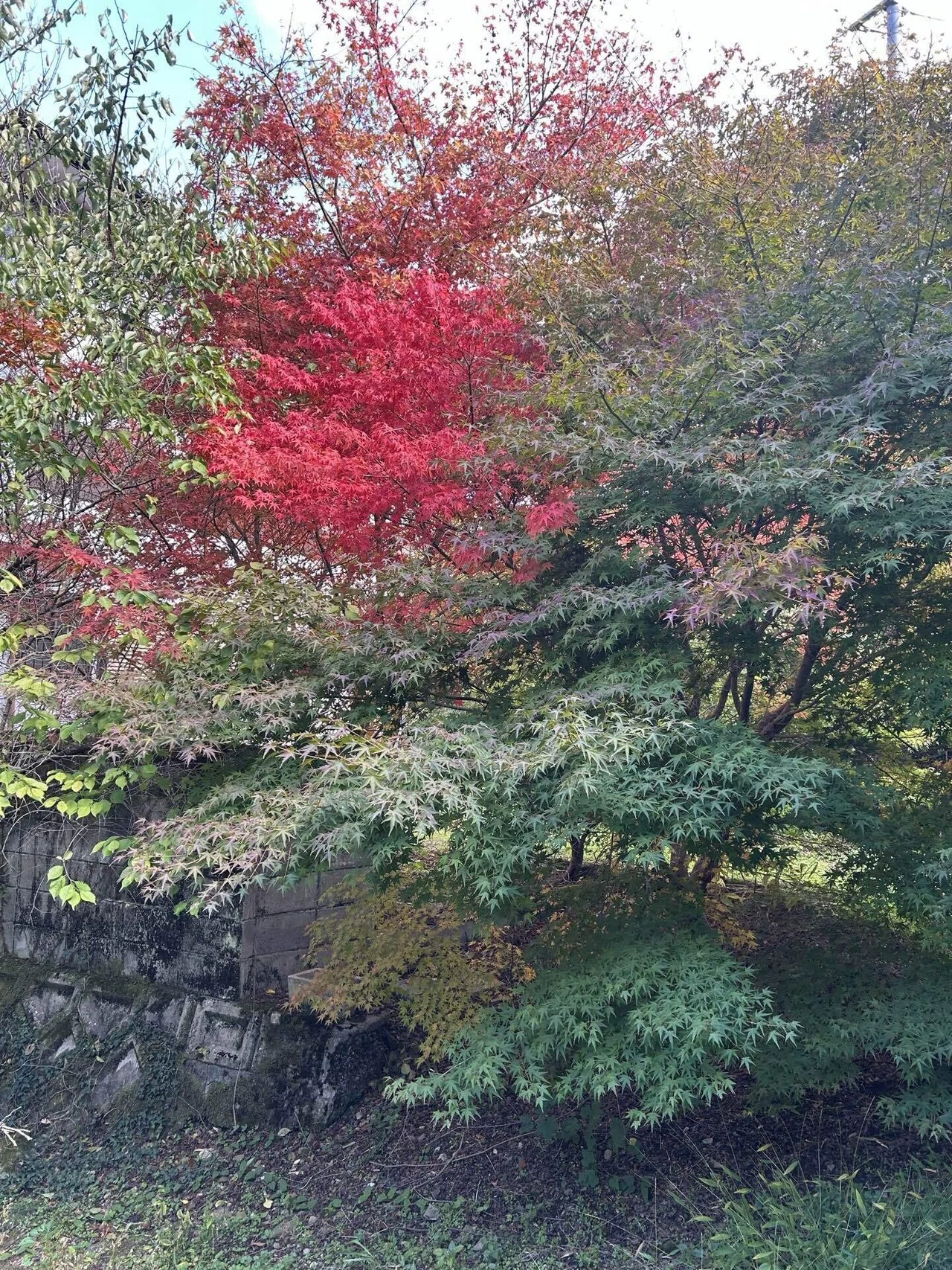 秋の味覚】英彦山観光リンゴ園に行ってきました🍎｜福岡 切り花農家
