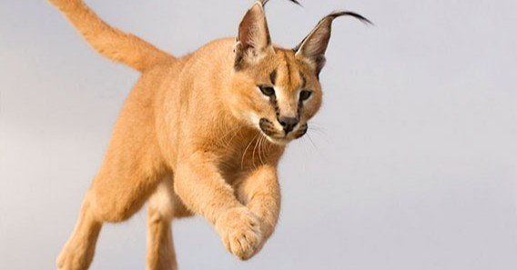 ジャンプ力 No 1 カラカル Kyabe Blog Note