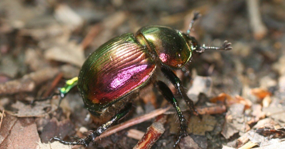 昆虫No.3 オオセンチコガネ｜cumagus