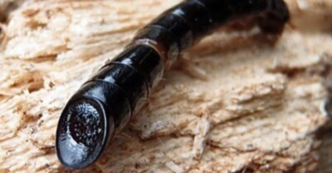 Insects Retangle Shape Insect No. 4: Darkling Beetle Larva|cumagus