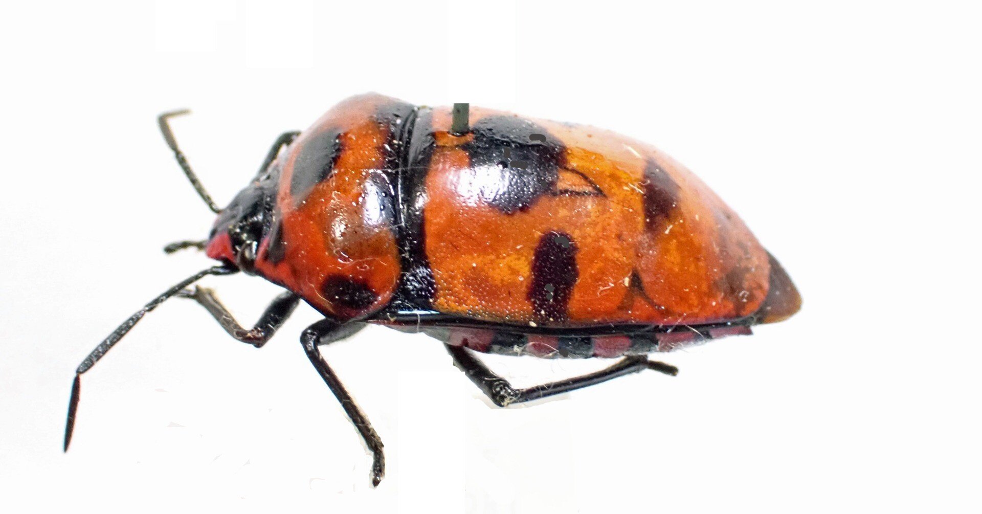 昆虫No.7 キンカメムシ｜cumagus