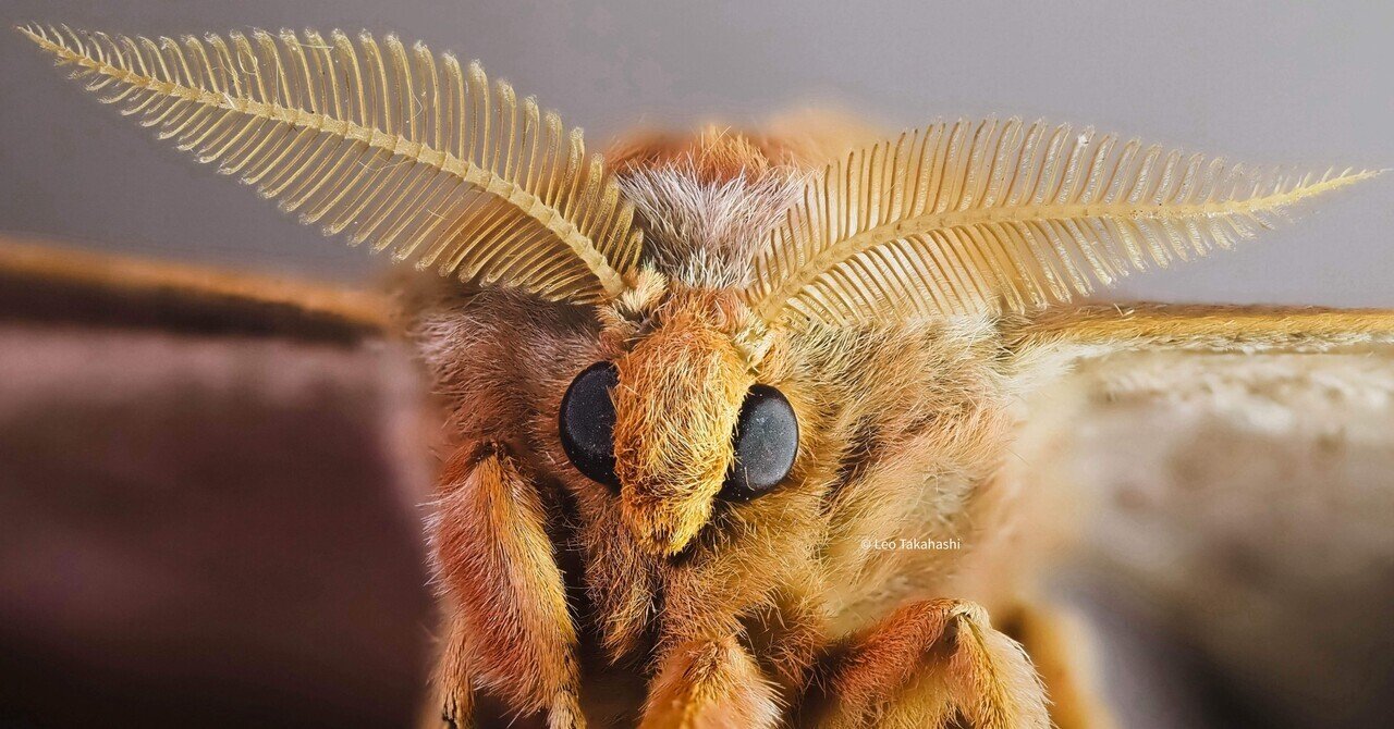 光の外で出会った秋｜高橋レオ