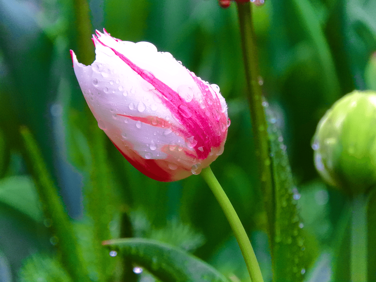 小雨降る朝 Kimuko Note