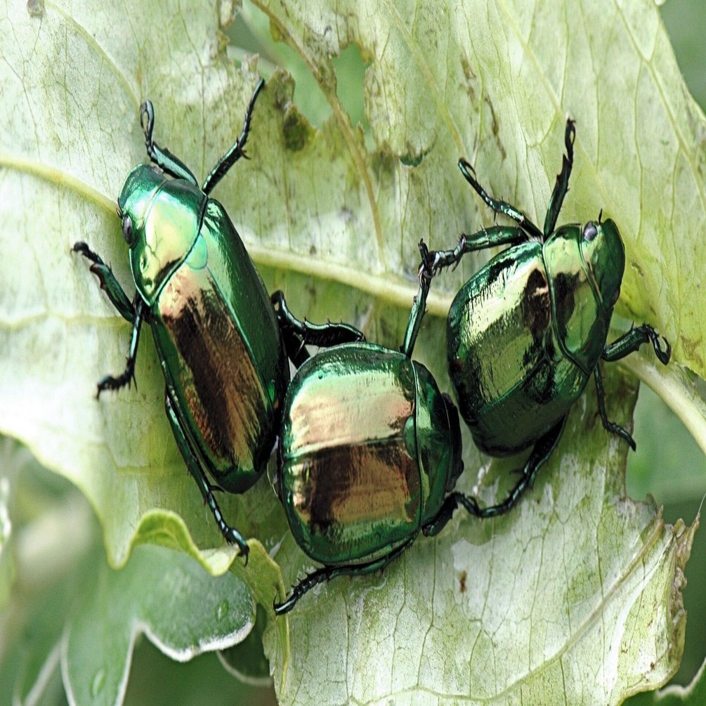 昆虫 No.13 コガネムシ｜cumagus