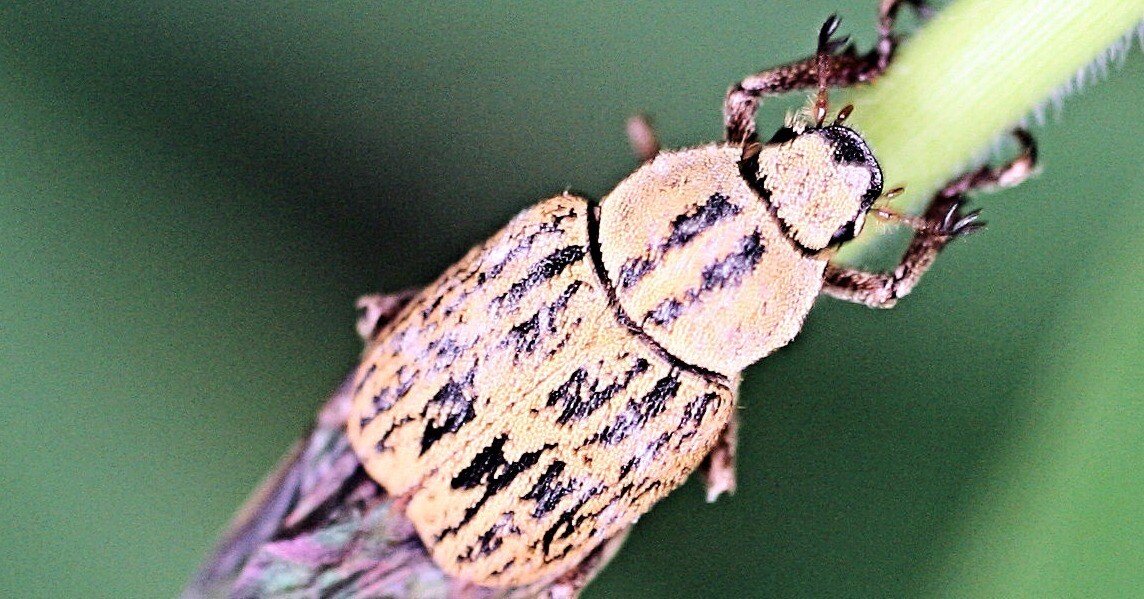 昆虫No.19 アシナガコガネ｜cumagus