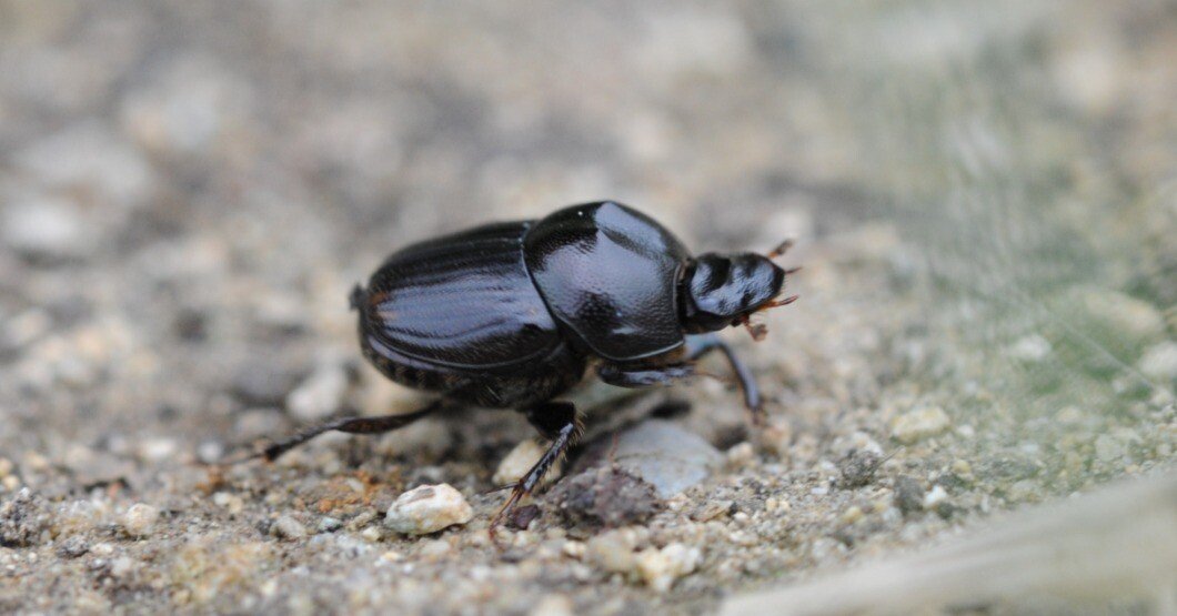 昆虫No.20 マルエンマコガネ｜cumagus