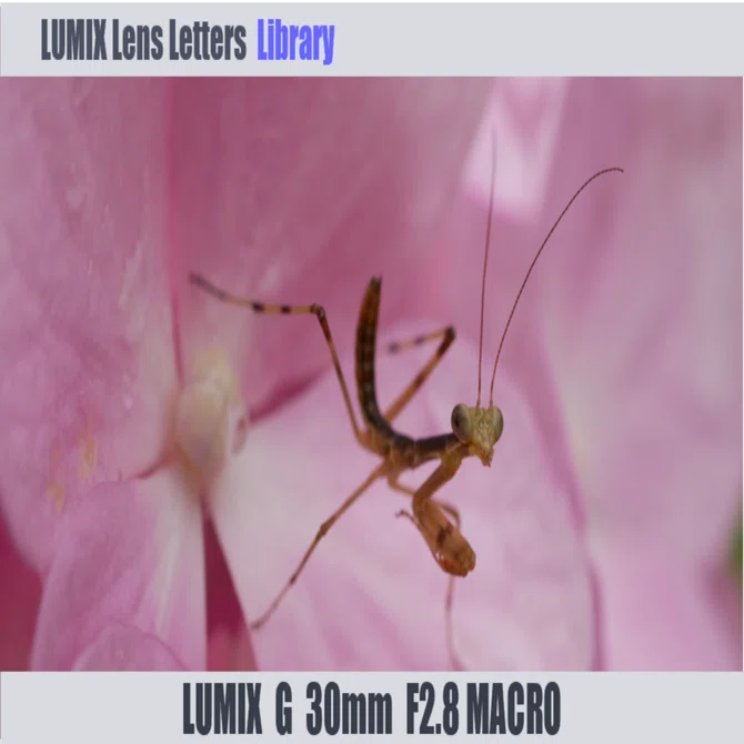 LUMIX G MACRO 30mm / F2.8 ASPH. / MEGA O.I.S. 【Library】｜LUMIX