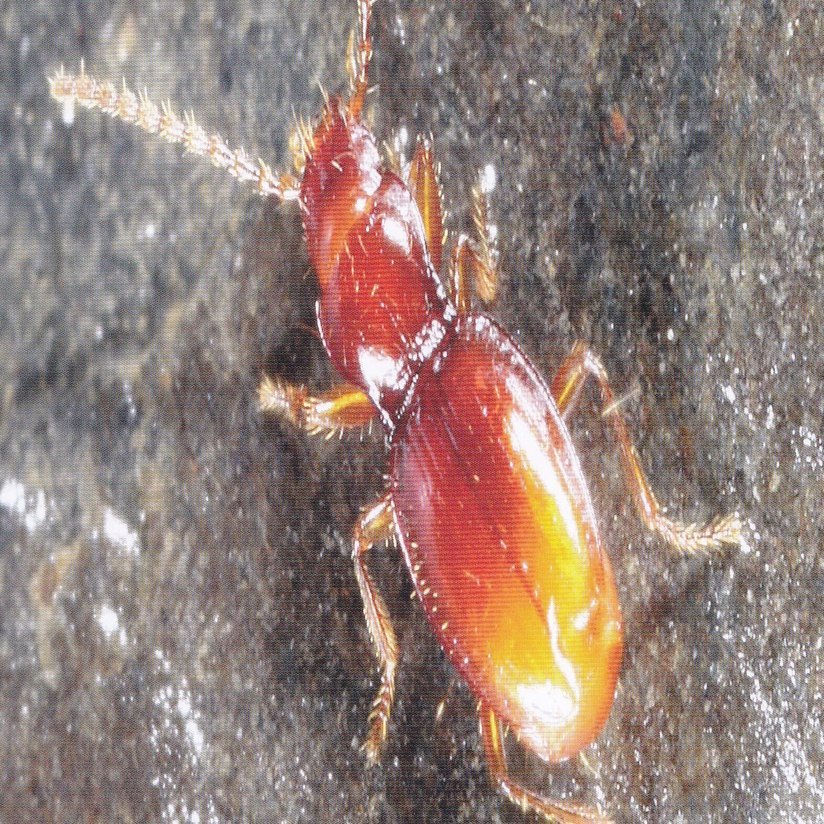 昆虫No.27 メクラチビゴミムシ｜cumagus