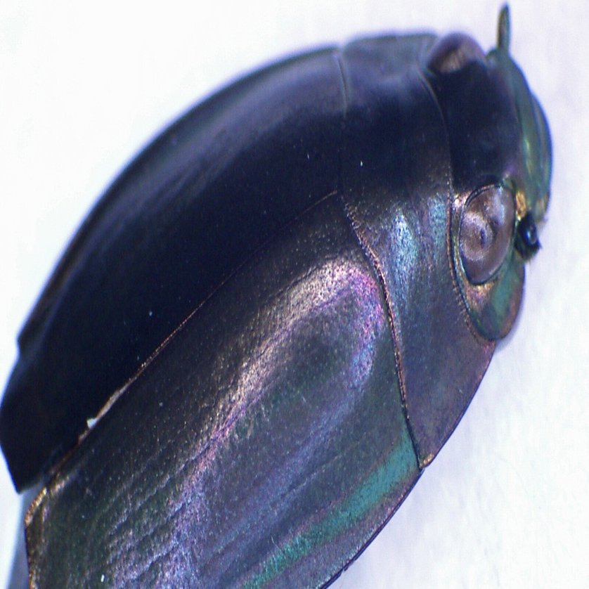 昆虫No.28 ツマキレオオミズスマシ｜cumagus