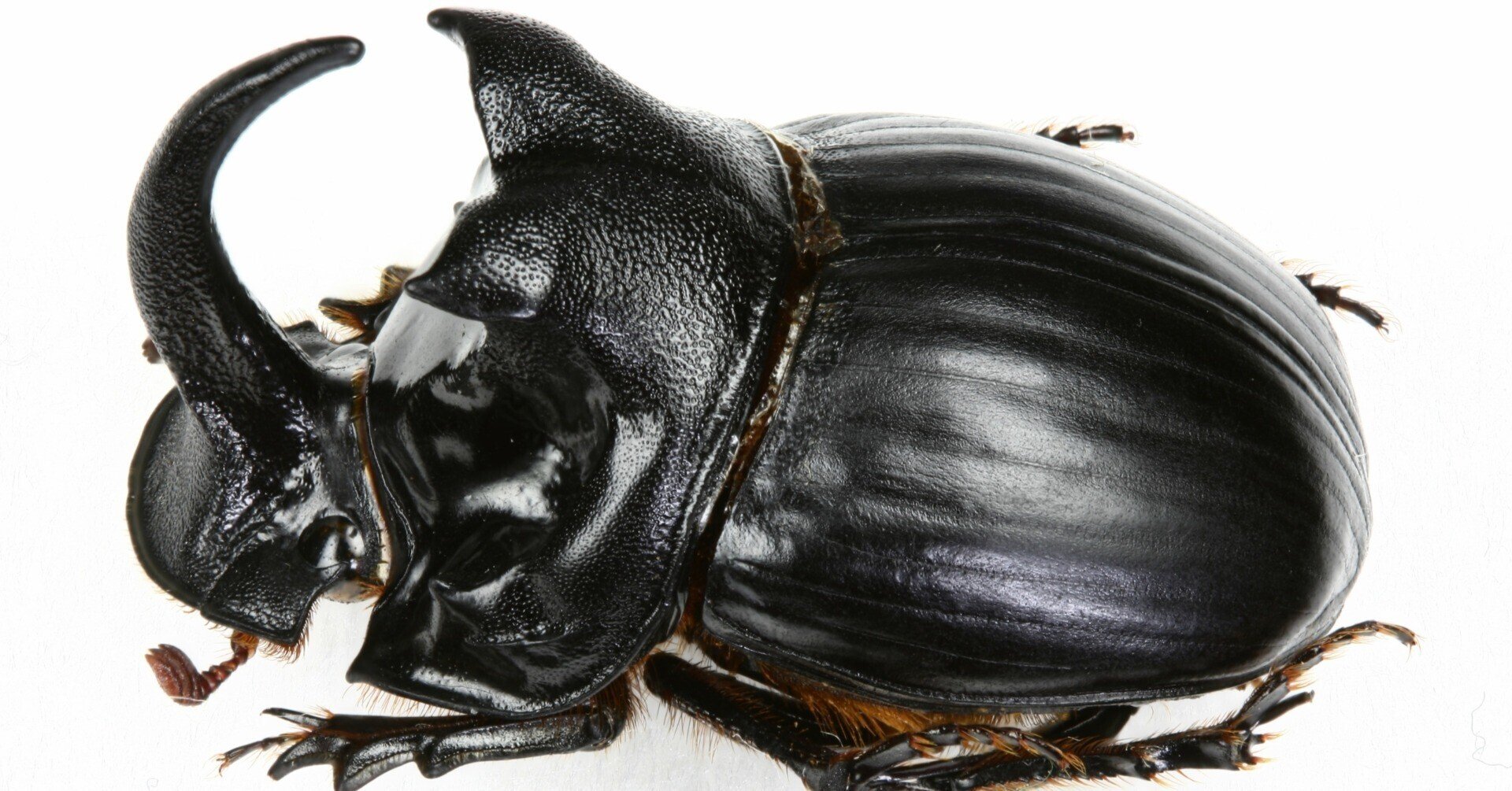 昆虫 No.29 ダイコクコガネ｜cumagus
