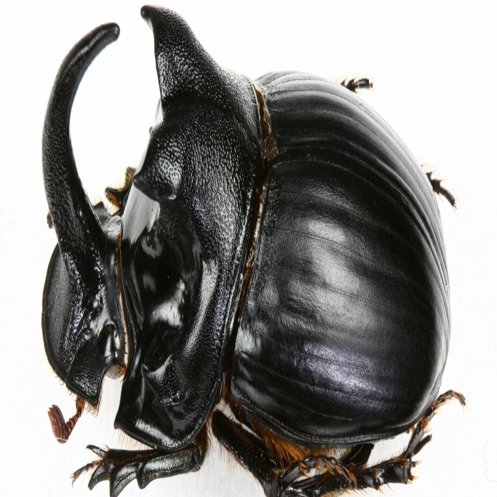 昆虫 No.29 ダイコクコガネ｜cumagus