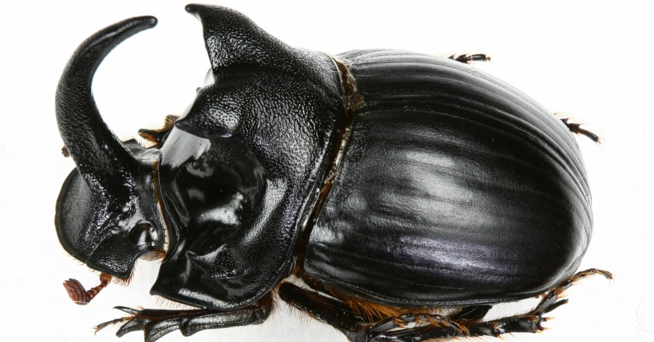 ①鹿児島県産ダイコクコガネ特大ペア rectangle_large_type_2_2de445d