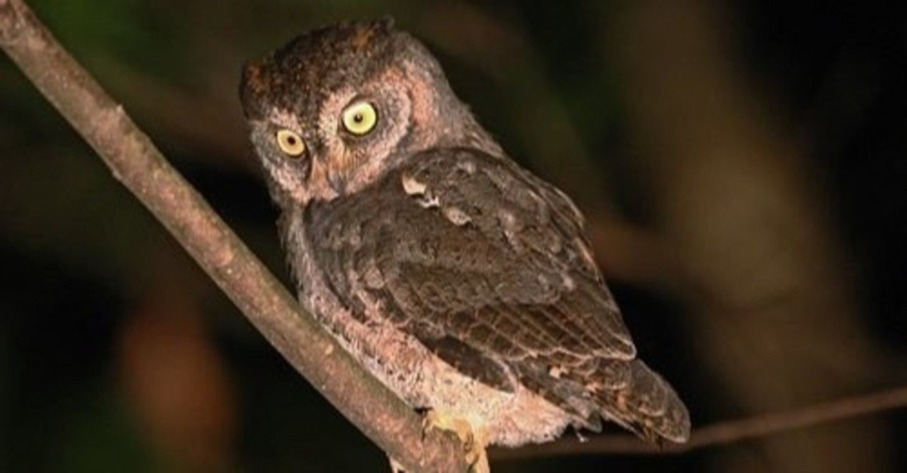 第928回 仏法僧とブッポウソウ 翆野 大地 Note