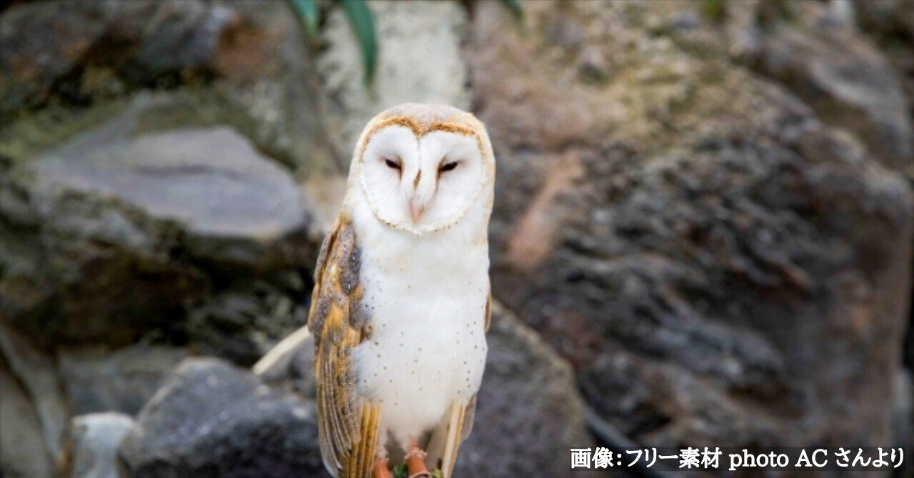 大型76ｃｍ　バドワイザー×ふくろう　縁起がいいです＾＾　USA直輸入品 : 華華百貨店7色のしあわせお願いふくろう 置物