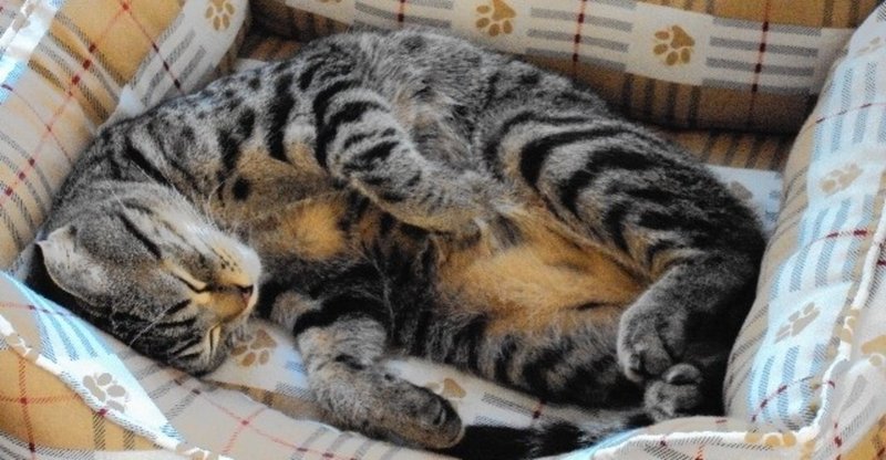 藤野千夜さん 夏の約束 樋口芽ぐむ Note