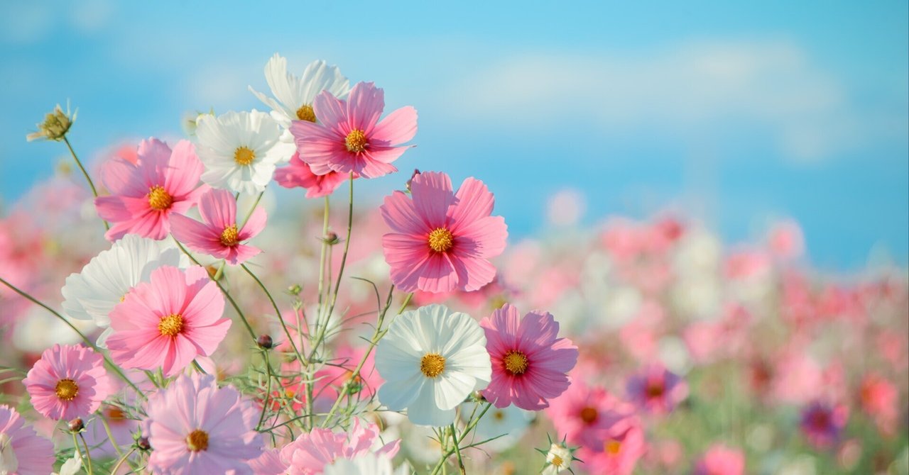 ✩秋桜子✩ 秋桜を撮るときの小さなこだわり｜きゆう Light in Bloom